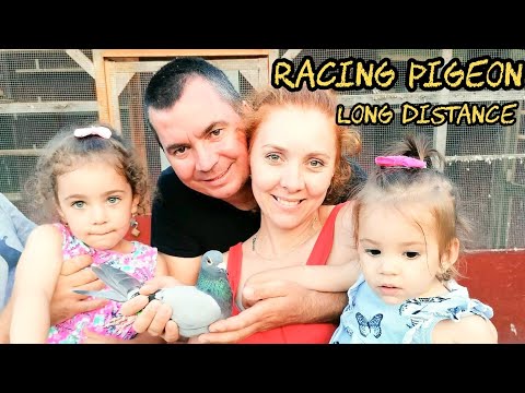 Racing Pigeons Long Distance: Alin Karscu's Historic Wins at Barcelona 2020