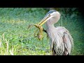 Bullfrog Devoured By Great Blue Heron