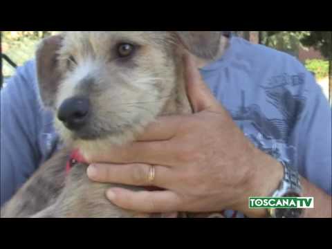 2017-07-26 FIRENZE - CANI IN CERCA DI UNA CASA AL PARCO DI UGNANO