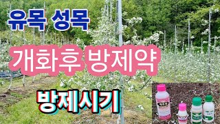 사과나무 개화후 방제약/방제시기/방제방법