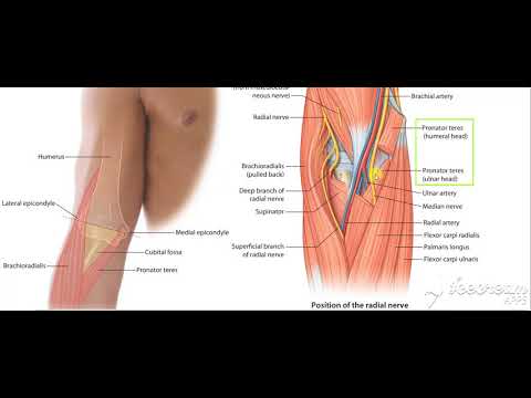 Forearm front muscles nerve supply