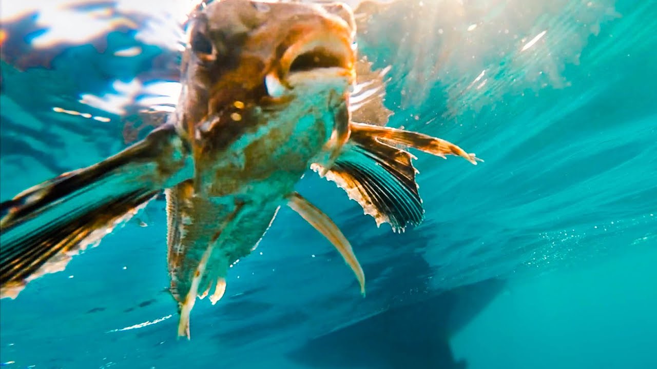 We found a strange fish... [Ep 18]