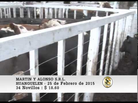Martin y Alonso S.R.L. - Venta Novillo y Vaquillonas - Huanguelen - 25/02/2015