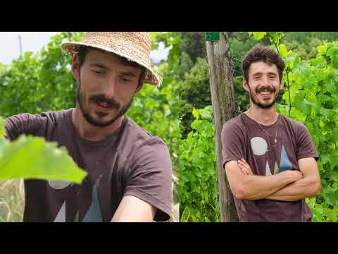 Was sind PIWI Weine? Thomas Niedermayr erklärt I Meraner Weinhaus