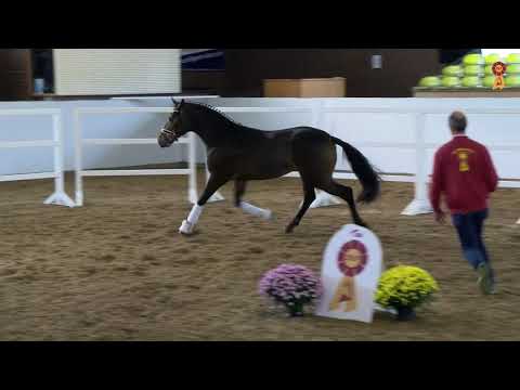 KN 68: Fürsten Look x Just Perfect