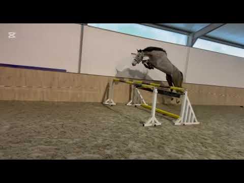 DHT 12-02-2026: Carome Z, stallion, 2022 by Carthago Z