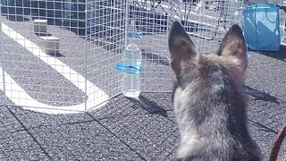 【ほぼライブ配信】ノーズワーク体験「びわ湖わんにゃんマルシェ」