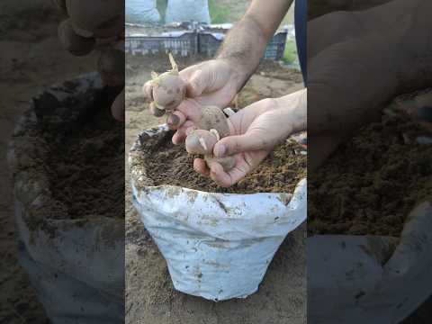 , title : 'Complete Guide | How To Grow Potatoes at Home #shorts #organicgardening'