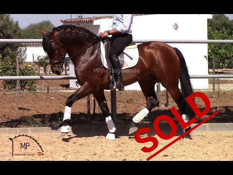 *SOLD* Andalusian Stallion 2013 [R#1945] Approx 1.61 cm