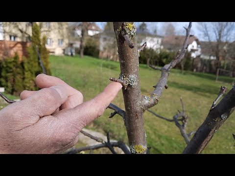 Apfel-Halbstamm: der richtige Aufbauschnitt