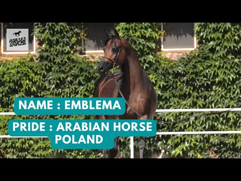 Arabian Horse EMBLEMA - Chimeryk x Emmbla