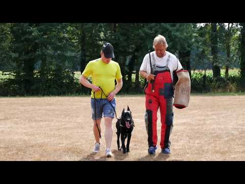 Schutzdienst & Unterordnung #1 | hagen-schaeferhunde.com