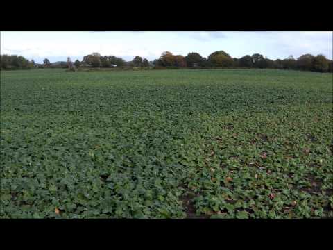 Raps-Checkliste im Oktober