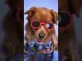 Part1 #animals #shorts