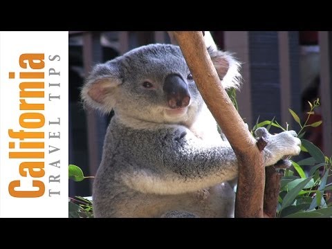 San Diego Zoo Travel Guide | California Travel Tips
