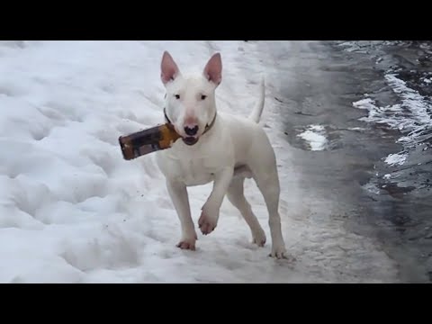 L'animal le plus drôle de la semaine