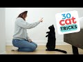 30 Tricks To Teach Your Cat