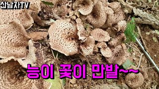 능이꽃이 피었습니다~ 능이버섯 산행! (남부권) 자연 건강 항암