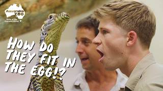 Robert Irwin Shares Some Very Exciting News