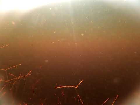 phenacogrammus Sp I Matuko river DR Congo Molambi Basankusu.