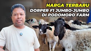 Download lagu Harga Domba Dorper F1 di Kandang Podomoro | @sudutkandang35  mp3