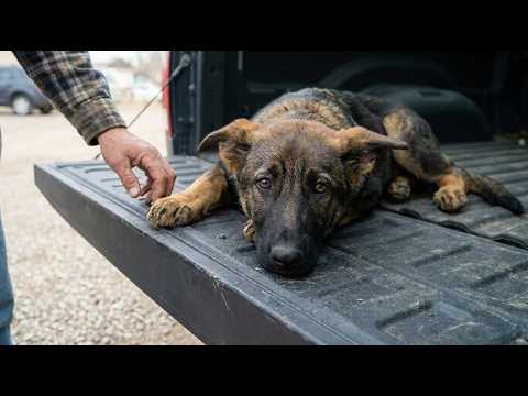 The Most Broken Puppy We’ve Ever Rescued… Until Now