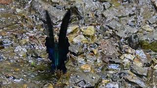 ムビる18508 20210806 002 カラスアゲハ karasuageha