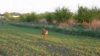 0008P Rhodesian clip - Love or Nothing Uriah Heep