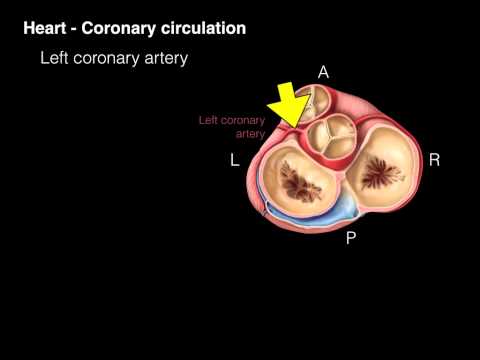 Heart Coronary circulation (OLD version)