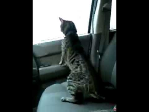 Cats hate car rides