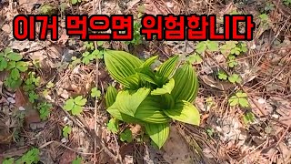 산마늘로 착각하면 훅 가는 독초입니다!! 절대 드시면 안됩니다!!