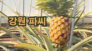 강원도산 파인애플? / YTN 사이언스