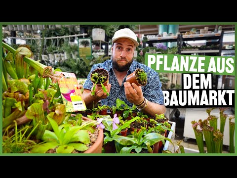 #254 First Carnivorous Plant - How it Survives