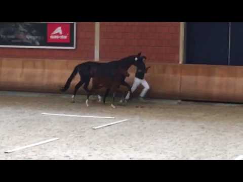 SF von For Romance aus unserer Staatsprämienstute von Diamond Hit - Florestan