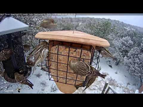 Snow In West Texas! Pine Siskins And Dark-eyed Juncos Battle It Out At Feeders – Feb. 5, 2020