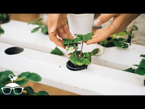 The Dark Side of Hydroponics