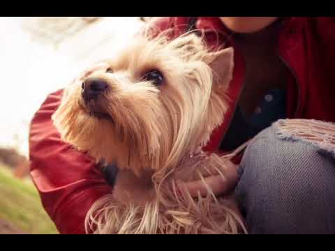 😊ARPEGE😊 JOHN CACAVAS AND HIS ORCHESTRA