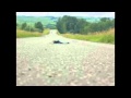 DEAD SKUNK IN THE MIDDLE OF THE ROAD - LOUDON WAINWRIGHT III