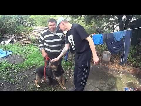 Najmądrzejsza istota, która mieszkała na szkolnej 17 [Obszar]