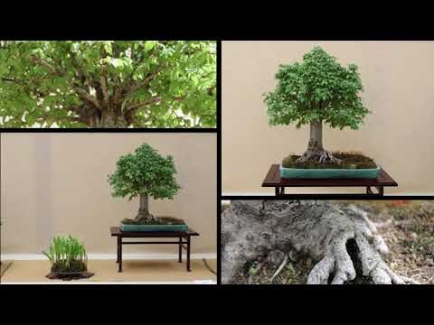 The Trophy 2021 - Tree evolution: Ulmus hokidachi from Martin Nielsen