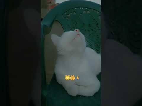 Sat 2 Nov 2024# ya  mere mola 🐱🤲🙏#short #cute #mashallah #gotoviral #Maliha's cats 😘🐱