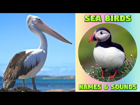 Different Kinds of Sea Birds - Names and Sounds for Kids #seabirds #kidsvideo #kiddizoo
