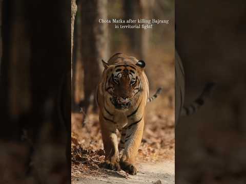Chota Matka tiger after killing Bajrang tiger in territorial fight! #tadoba #tiger #wildlife
