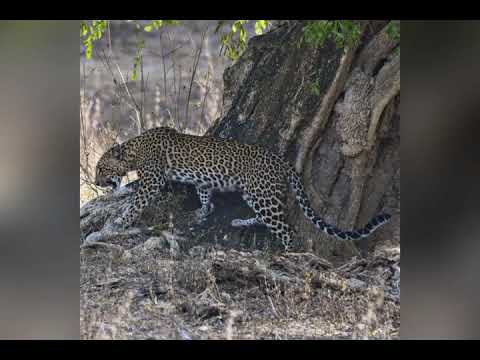 Yala National Park in Sri Lanka
