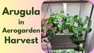 Arugula growing in Aerogarden Harvest Hydroponics System - A leafy green vegetable