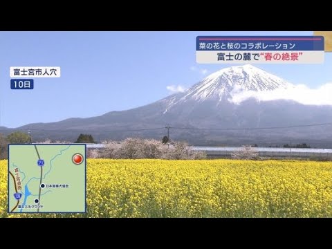 YouTube Video 満開の菜の花と桜　富士山のふもとにも春の訪れ
