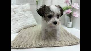 ハーフ犬の動画01