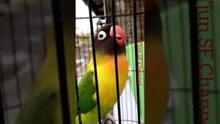 Download lagu Super sekali Re-Dona !!! Lovebird dakori grad B speed rapat... mp3