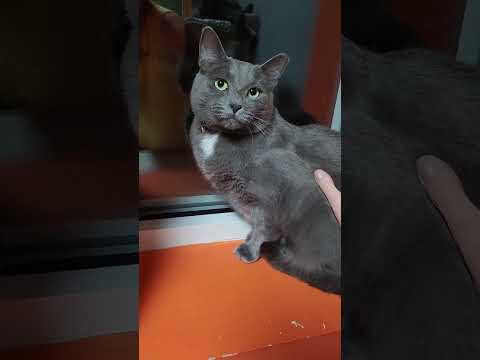 Blue Marlin & Perch, an adoptable Russian Blue Mix in Hampstead, NC_image-1