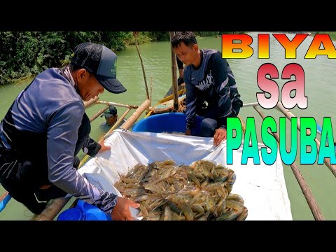 EP506:PART1-PANAHON NANAMAN NG MGA ISDANG BIYA